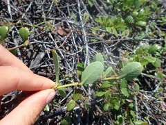 Ceanothus gloriosus gloriosus