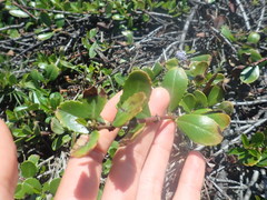 Ceanothus gloriosus gloriosus