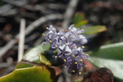 Ceanothus gloriosus gloriosus