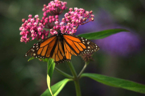 Monarch photographed in Montana