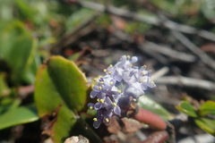 Ceanothus gloriosus gloriosus