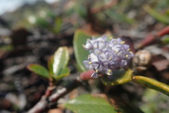 Ceanothus gloriosus gloriosus