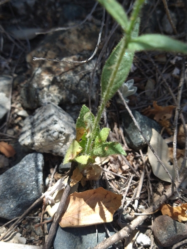 Image of Nicotiana quadrivalvis by (c) Jonas Katona, some rights reserved (CC BY)