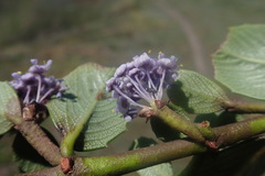 Ceanothus gloriosus gloriosus