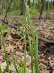 Carex gracillima