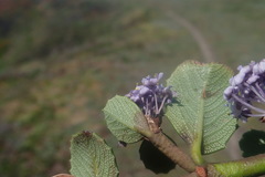 Ceanothus gloriosus gloriosus
