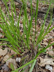 Carex gracillima