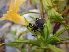 Apiomerus californicus