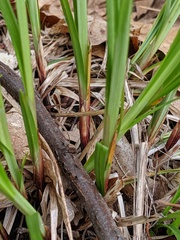 Carex gracillima