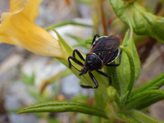 Apiomerus californicus