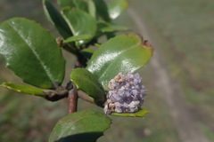 Ceanothus gloriosus gloriosus