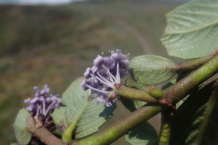 Ceanothus gloriosus gloriosus