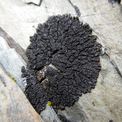 Montanelia disjuncta