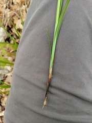 Carex gracillima