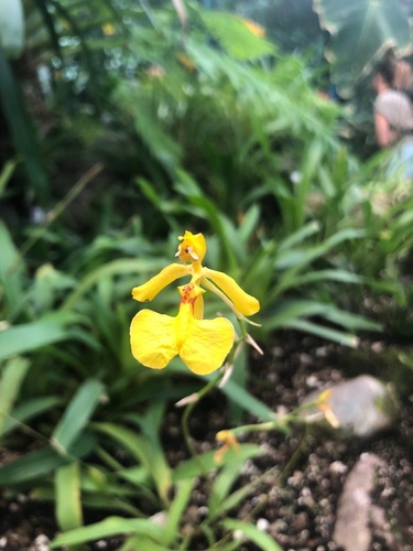 Imitans Oncidium