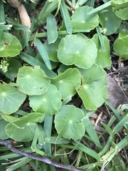 Hydrocotyle tribotrys
