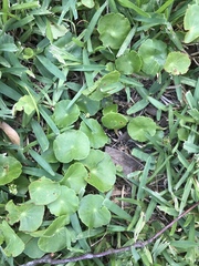 Hydrocotyle tribotrys
