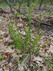 Carex gracillima