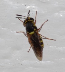Hoplitimyia constans
