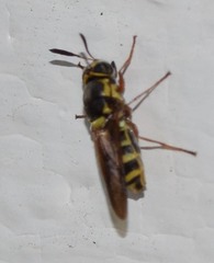 Hoplitimyia constans