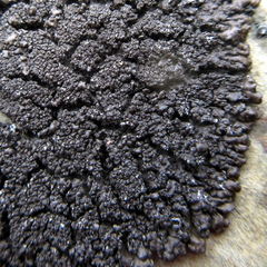 Montanelia disjuncta