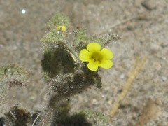Angiospermae
