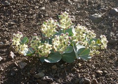 Asclepias cryptoceras davisii
