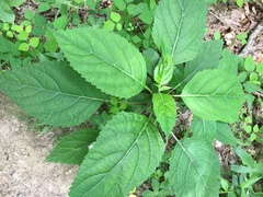 Collinsonia canadensis