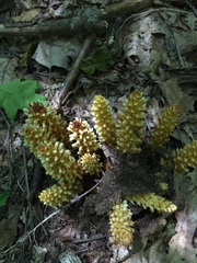 Rhododendron prinophyllum
