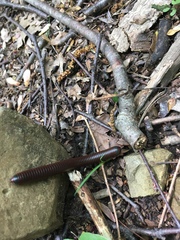 Rhododendron prinophyllum