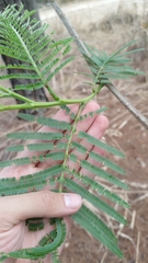 Leucaena esculenta, photograph (c) Carlos Martínez, some rights reserved (CC BY)