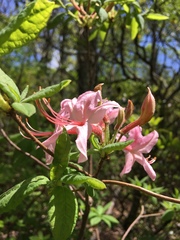 Rhododendron prinophyllum