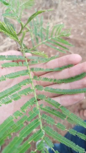 Leucaena esculenta, photograph 5