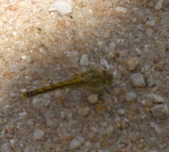 Brachythemis leucosticta