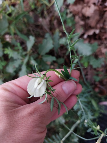 Vicia lutea iNat (3)