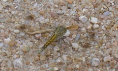 Brachythemis leucosticta