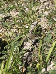 Polyommatus icarus