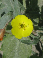 Angiospermae