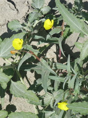 Angiospermae