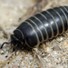 Common Pill Millipede - Photo (c) nutmeg66, some rights reserved (CC BY-NC-ND)