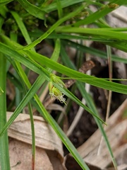 Carex tonsa tonsa