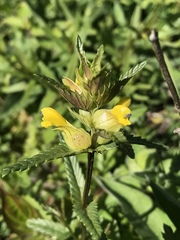 Rhinanthus minor
