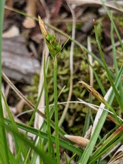 Carex tonsa tonsa