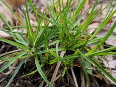 Carex tonsa tonsa