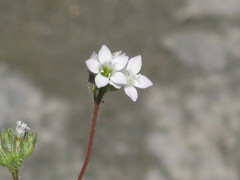 Polemoniaceae