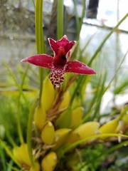 Maxillaria tenuifolia