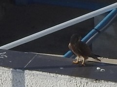 Falco rupicolus