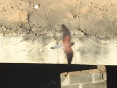 Falco rupicolus