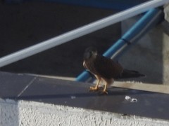 Falco rupicolus