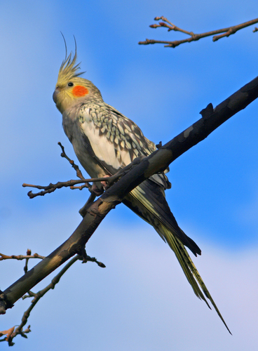 Cockatiel, photo 5 of 10